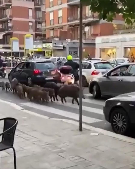 Italy tiêu diệt đàn lợn rừng xâm chiếm Rome