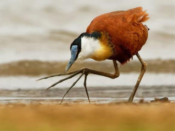 Jacana - loài chim kỳ lạ có nhiều chân