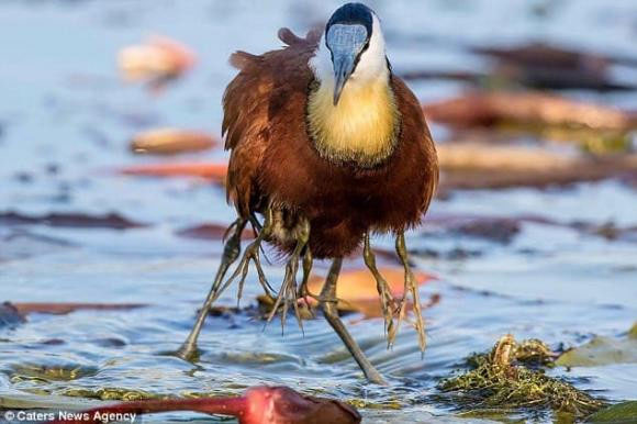 Jacana - loài chim kỳ lạ có nhiều chân