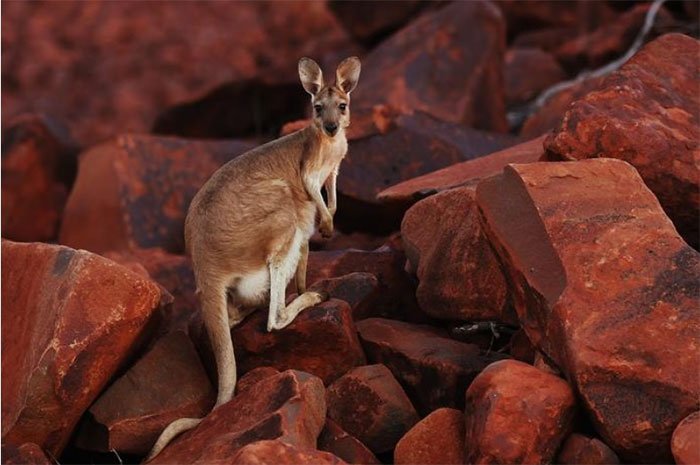 Kangaroo có thể học cách giao tiếp với con người