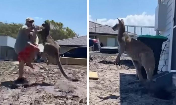 Kangaroo mò vào nhà tấn công gia chủ
