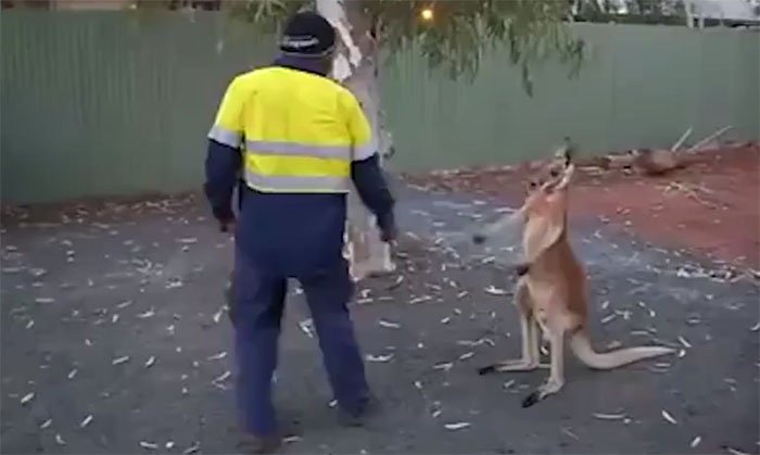 Kangaroo ngứa chân, gạ chú công nhân đánh nhau và cái kết bất ngờ