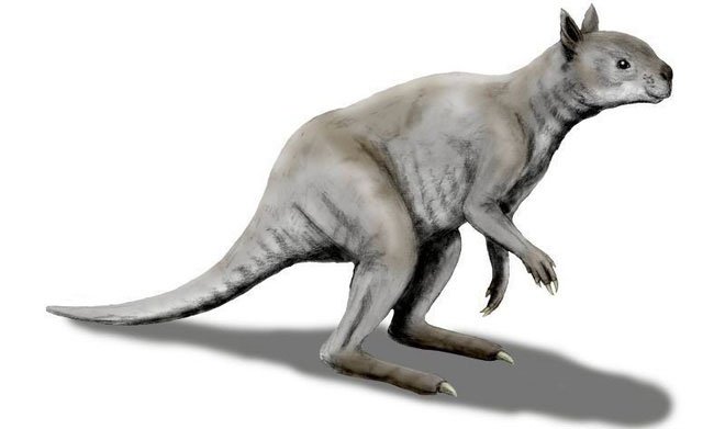 Kangaroo thời cổ đại: Xương hàm cứng như thép có thể xẻ đôi thân cây lớn