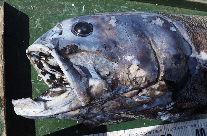 Kẻ săn mồi miệng đầy răng ở đáy vịnh sâu nhất Nhật Bản
