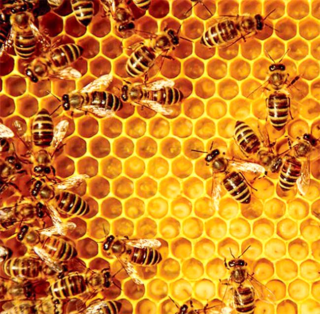 Keo ong là gì? Tác dụng của keo ong không phải ai cũng biết