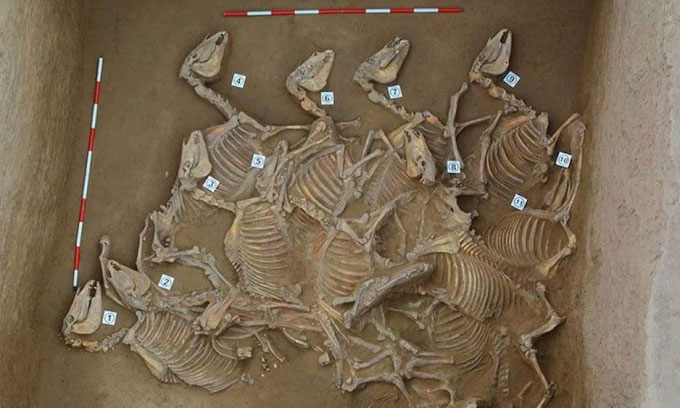 Khai quật 6 hố hiến tế chứa 120 bộ xương ngựa