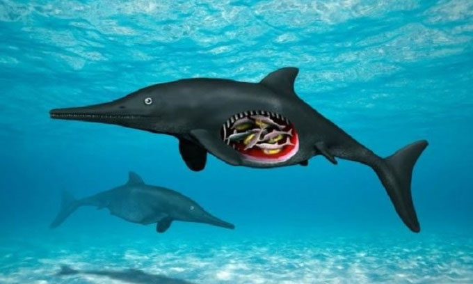 Khai quật hóa thạch 139 triệu năm của thằn lằn cá mang thai