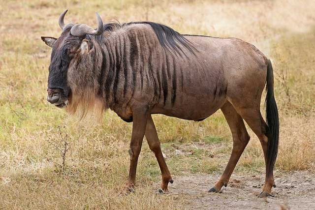 Khám phá bí mật của loài linh dương đầu bò trên đồng cỏ châu Phi!