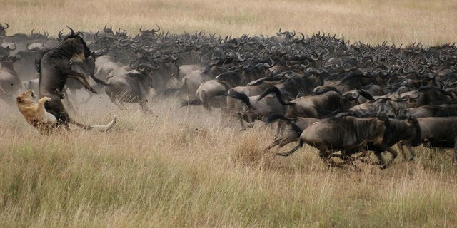 Khám phá bí mật của loài linh dương đầu bò trên đồng cỏ châu Phi!