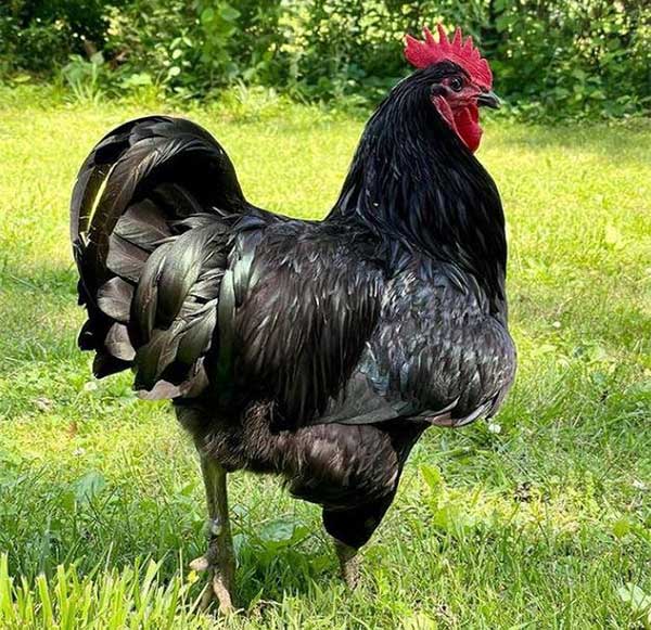 Khám phá giống gà thuần chủng lớn nhất thế giới