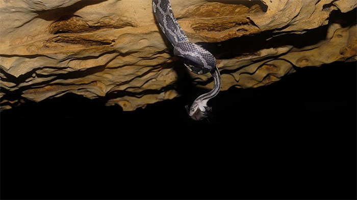 Khám phá Kantemó - Hang rắn treo kỳ quái ở Mexico