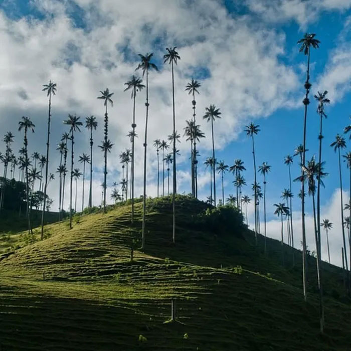 Khám phá loài thực vật một lá mầm cao nhất thế giới