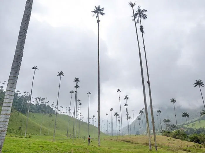 Khám phá loài thực vật một lá mầm cao nhất thế giới
