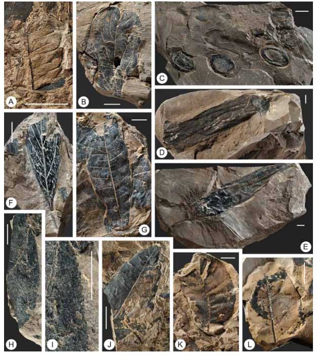 Khám phá mỏ hóa thạch lớn nhất Đông Nam Á ở Việt Nam: Hơn 30 triệu năm tuổi, nhiều loài mới được tìm thấy