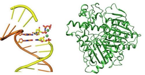 Khám phá mới: Tế bào của người có thể tự điều chỉnh chuỗi RNA thành DNA