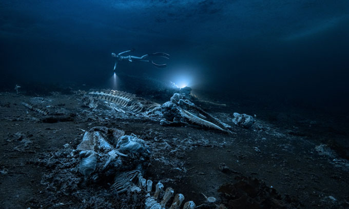 Khám phá nghĩa địa cá voi dưới đáy biển Greenland