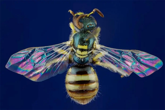 Khám phá những điều có thể bạn chưa biết về loài ong