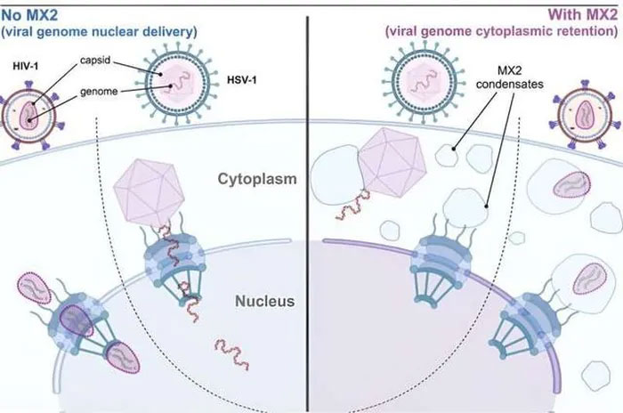 Khám phá ra cách một loại protein chống lại HIV và Herpes