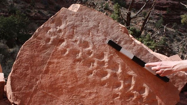 Khám phá thú vị từ dấu chân hóa thạch 313 triệu năm tuổi