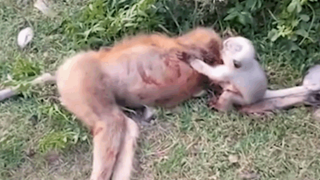 Khỉ con than khóc, ôm chặt lấy xác khỉ mẹ bị xe tông chết