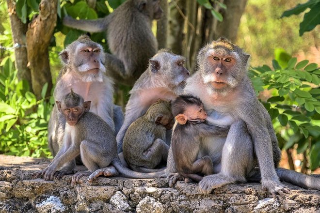 Khỉ ở Indonesia thích cướp đồ đắt tiền