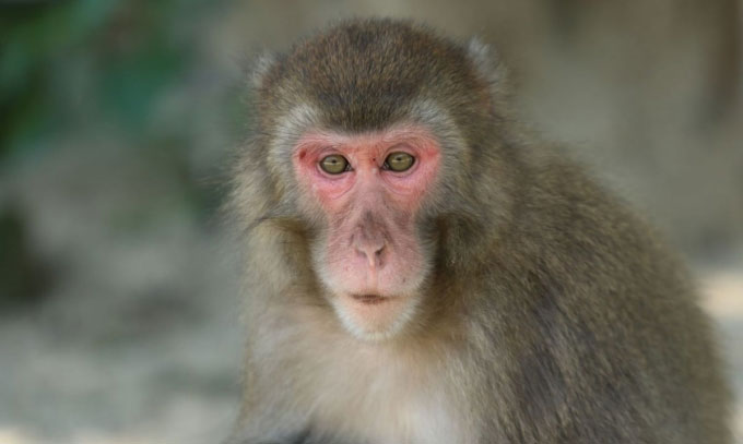 Khỉ sống sót hơn 2 năm với thận lợn cấy ghép