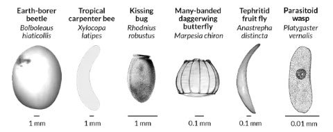 Kho dữ liệu khổng lồ góp phần lý giải những hình thù kỳ lạ của trứng côn trùng
