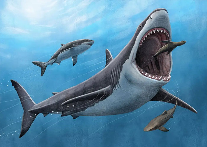 Khoa học chứng minh cá mập khổng lồ megalodon là loài máu nóng