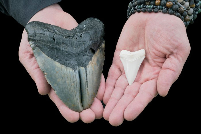 Khoa học chứng minh cá mập khổng lồ megalodon là loài máu nóng