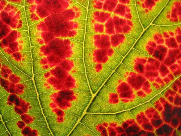 Khoa học giải mã hương mùa thu là gì