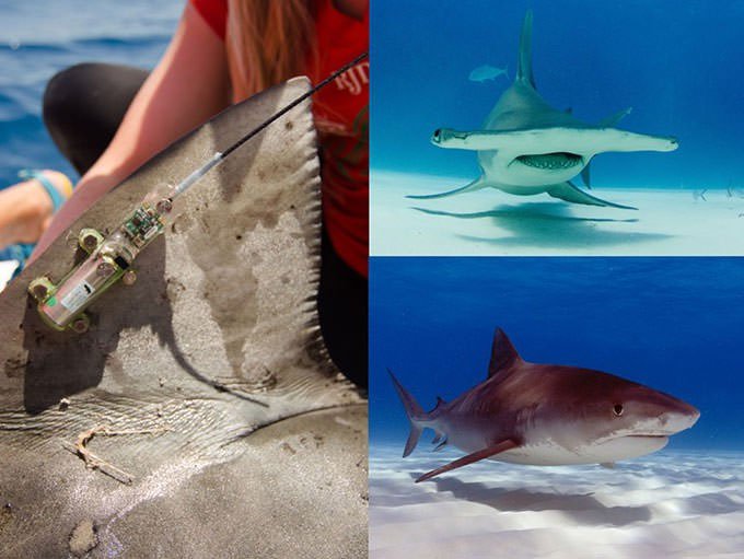 Khoa học giờ dùng đến cả vệ tinh để giúp cá mập không bị tuyệt chủng
