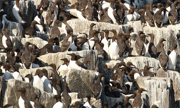 Khoa học loạn nhịp vì 20.000 con chim biển chết một cách kỳ lạ