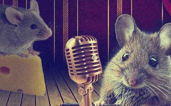 Khoa học lý giải cách loài chuột cưa gái: Hát!