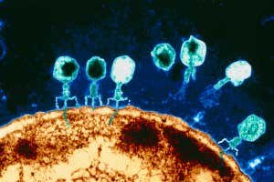 Khoa học phát hiện ra những con virus khổng lồ với khả năng ăn cắp đặc tính loài khác