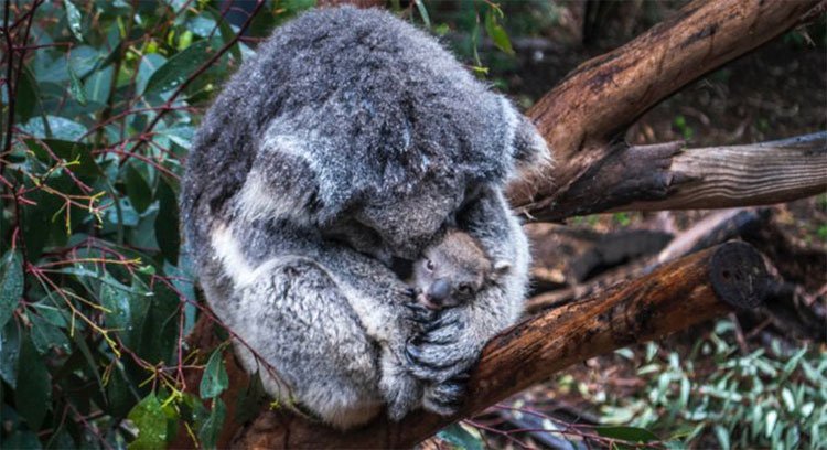 Khoa học tuyên bố gấu koala chính thức tuyệt chủng về chức năng nhưng điều đó có ý nghĩa gì?
