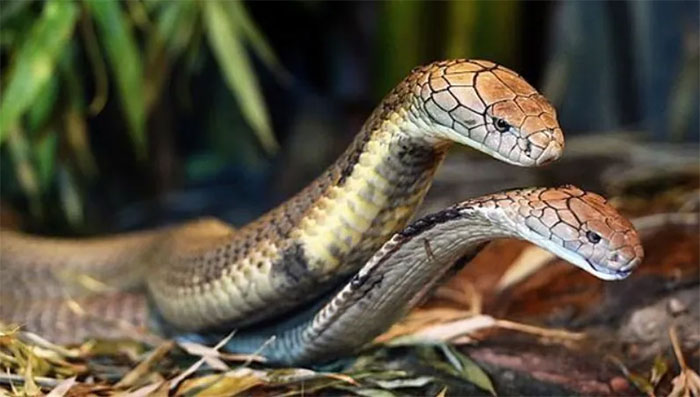 Khoa học vừa có phát hiện bất ngờ về bộ phận sinh dục của rắn cái