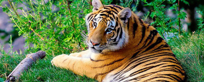Khoa học xác nhận có 9 loài hổ trên Trái đất, 3 loài đã tuyệt chủng