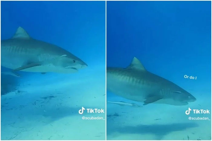 Khoảnh khắc đáng sợ khi cá mập chuyển sang chế độ săn mồi