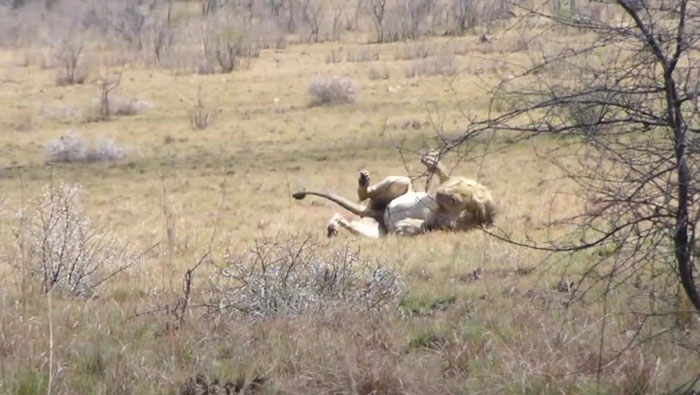Khoảnh khắc gây sốc: Sư tử đực lên cơn co giật khi đang săn mồi