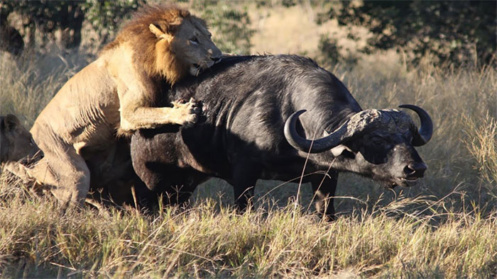 Không chỉ tê giác và hổ, sư tử châu Phi cũng sẽ sớm biến mất thôi