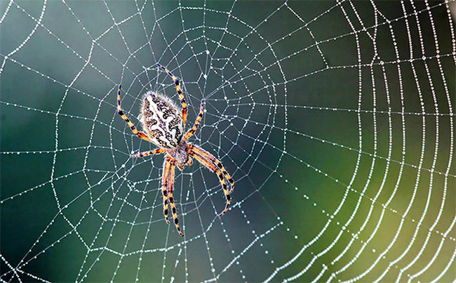 Không có tai, loài nhện dùng cách nào để nghe ngóng và săn bắt mồi?