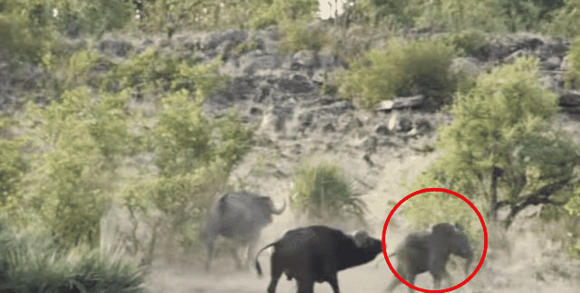 Không nề hà nguy hiểm, bầy trâu rừng tấn công đàn sư tử để giải cứu tính mạng của chú voi con
