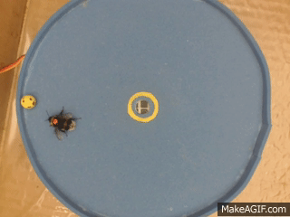 Không thể tin nổi: Video bắt quả tang 2 con ong làm việc teamwork để mở nắp một chai nước ngọt?