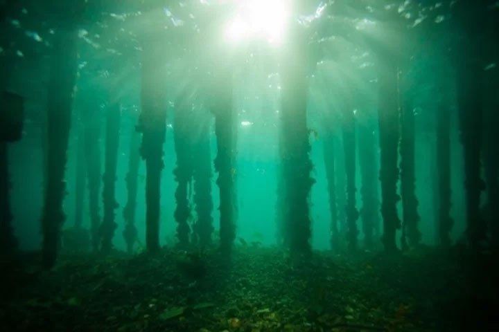 Khu rừng 10.000 năm tuổi chìm dưới đáy biển