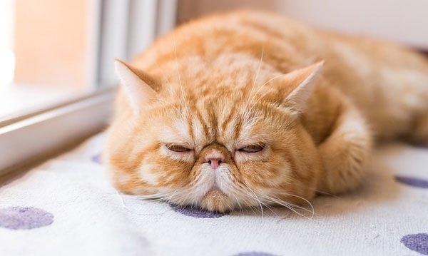 Khuôn mặt dễ thương - lợi thế hay bất lợi đối với loài mèo?