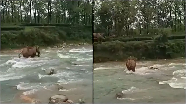 Kịch tính khoảnh khắc voi mẹ cứu con khỏi bị chết đuối khi băng qua sông