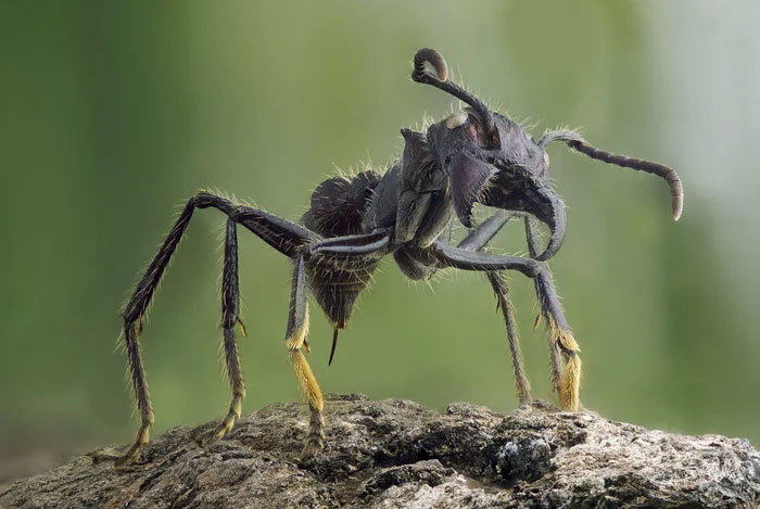 Kiến đạn: Loài côn trùng nhỏ nhưng lại có vết cắn đau đớn nhất hành tinh