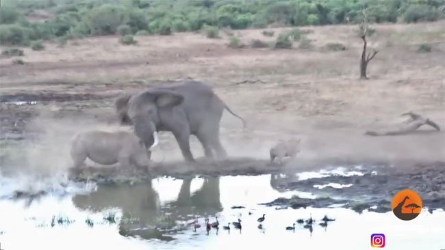 Kinh hãi cảnh voi điên lao đến húc văng tê giác vì lý do bất ngờ