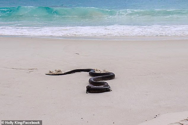 Kinh hãi khoảnh khắc rắn độc nuốt chửng kỳ đà cỡ lớn trên bãi biển