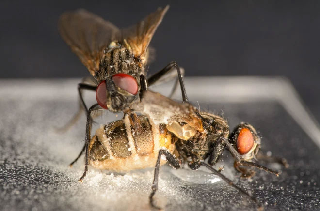 Kinh hoàng loài nấm tạo ra tình dược, kích thích ruồi đực giao phối với ruồi cái đã ngủm củ tỏi